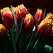 Tulips of Fire