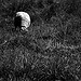 Grazing #2