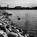 Black Swan (of Tuonela?)